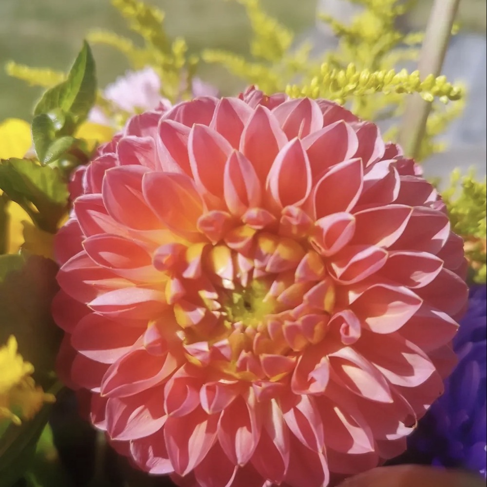 Kærlig og troende penneven søges 🌸